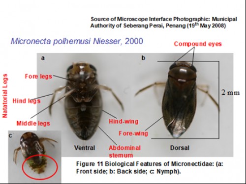 Biological features of Micronectidae (a: Front side; b: Back side; c: Nymph)