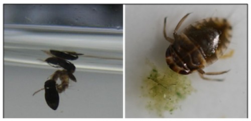 <em>Micronecta</em> sp. as secondary consumer (a: Feeding on algae; b: Feeding on mosquito larvae)