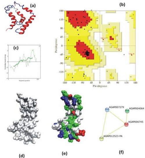 <strong>3D- <em>In silico</em> analysis of mosquito Ninjurin: </strong>(a) Secondary structure prediction of <em>AsNinj</em>L; (b) Ramachandran Plot analysis; (c) Prosa energy distribution of the molecular modeled mosquito Ninjurin; (d, e) Surface representation of the Ninjurin: two front views (d) one side view (e). Polar, negatively and positively charged atoms are shown in green, red and blue respectively; (g) STRING based network prediction analysis of <em>AsNinj </em>L