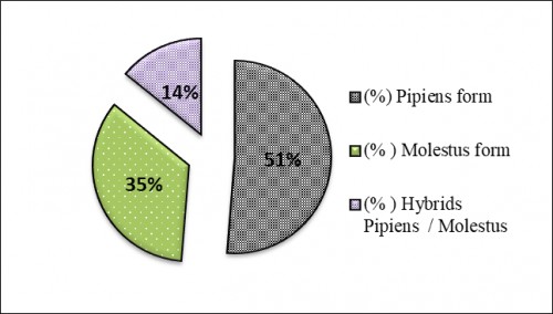 The percentage of distribution of <em>Cx. pipiens</em> complex in Souq Al- Jum'aa Municipality / Tripoli detected by PCR technique