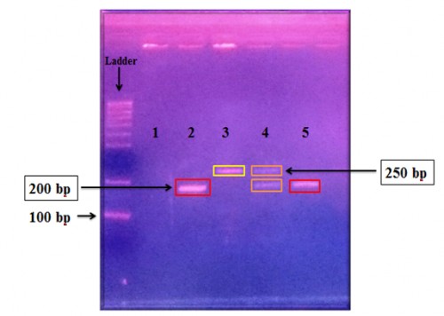 2% Agarose gel electrophoresis of PCR product from the flanking region of the CQ 11 microsatellite of Cx. pipiens, fragments amplified with pipCQ11R, molCQ11R, and CQ11F2 specific primers. The lane M= Marker (size standard 100-bp ladder), lane 1= Negative control, 2 = <em>Cx. pipiens f. pipiens</em>, lane 2 = <em>Cx. pipiens f. molestus</em>, lane 3 = <em>Cx. p. pipiens/</em> molestus hybrids, lane 4 = Positive control