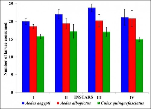 Prey stage preference of <em>Nepa cinerea</em>