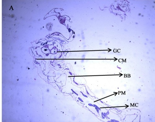 Longitudinal section of the digestive tract of 4<sup>th </sup>instar<sup> </sup>larvae of <em>A. aegypti</em> treated with methanol extract of <em>A. hypogaea </em>compared with control