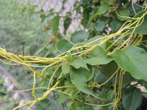 <em>Cuscuta reflexa </em>on Host plant