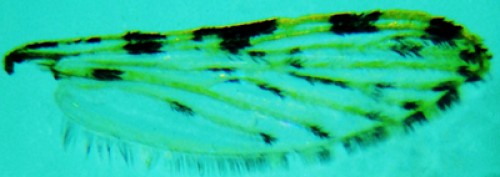 <em>An</em>.<em> flavirostris</em> wing samples collected from Misamis Oriental