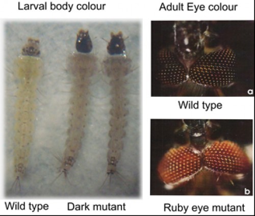 Larval dark body colour and adult ruby eye colour mutants of <em>Anopheles stephensi.</em> (Mutants shown alongside wild type for comparison)