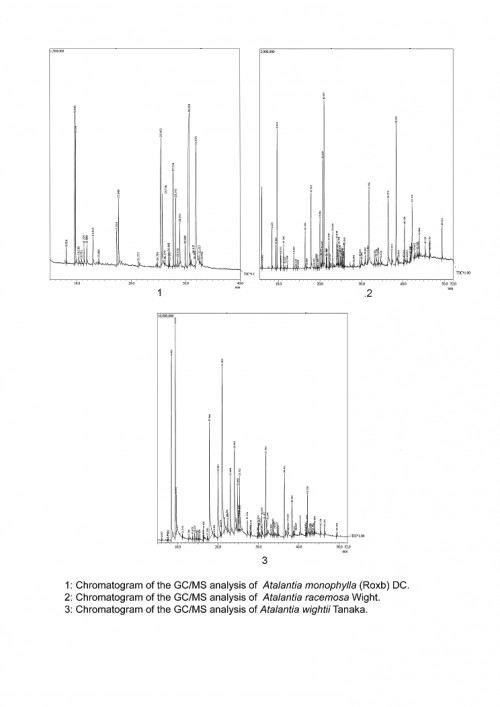 Chromatogram of GC/MS analysis of essential oils of three species of <em>Atalantia</em> genus