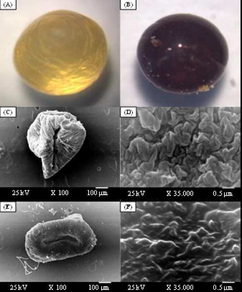 Stereo optical microscope morphology of whole shape (magnification, X10) of the wet capsules prepared from chitosan (1%), alginate (1%), glutaraldehyde (2%) and gelatine of 2.5%, before (A) and after (B) drying. SEM photograph of unloaded capsules (C) and its surface morphology (D); and SEM photograph of loaded capsules with temephos (E) and its surface morphology (F). Scale bar 100 Âµm and magnification x100 for whole capsules and scale bar 0.5 Âµm and magnification x35000 for their surface morphologies