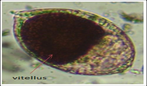 Follicle at stage IV (10X) (CREC, 2013)