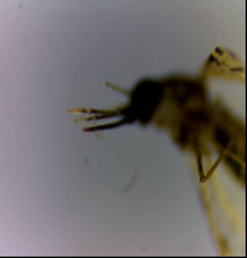 Palp with black tip (2a) and unequal length of palp (2b) in  <em>An. vagus</em>