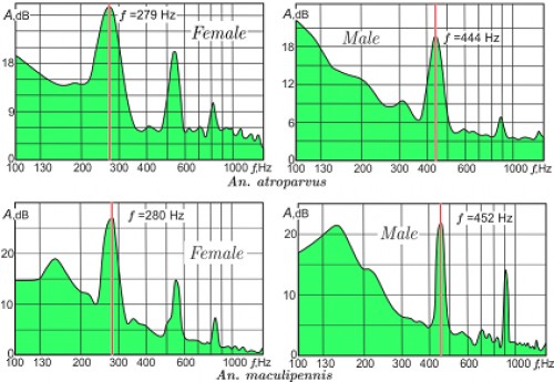 Typical acoustic spectra of sound frequencies of <em>An. atroparvus </em>and <em>An. maculipennis </em>(males and females). The red lines on the diagrams indicate fundamental frequency peaks