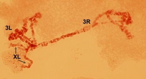 Interspecifichybridkaryotype<em>An. atroparvus</em> × <em>An. maculipennis </em>(♀). The preparation is made from the salivary glands of the larvae of IV age who caught in the biotope Elista, Rep. Kalmykia. 3Rand 3L – right and left arms of the third chromosome respectively;asynaptichomologuesofXL sex chromosome are indicated with arrows.