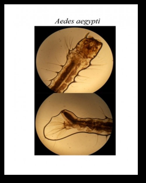 Microscopic image of larvae of <em>Ae. aegypti</em>