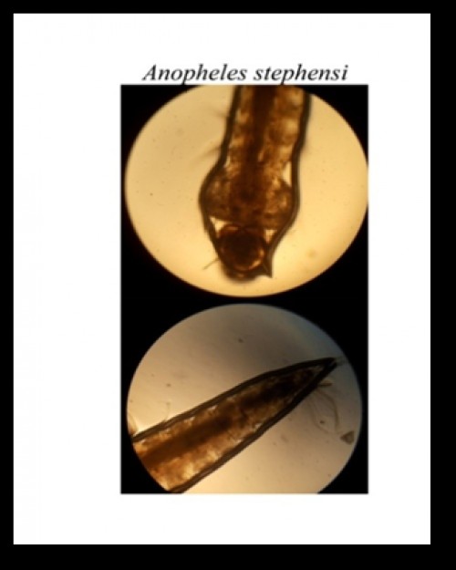 Microscopic image of larvae of<em> An. stephensi</em>